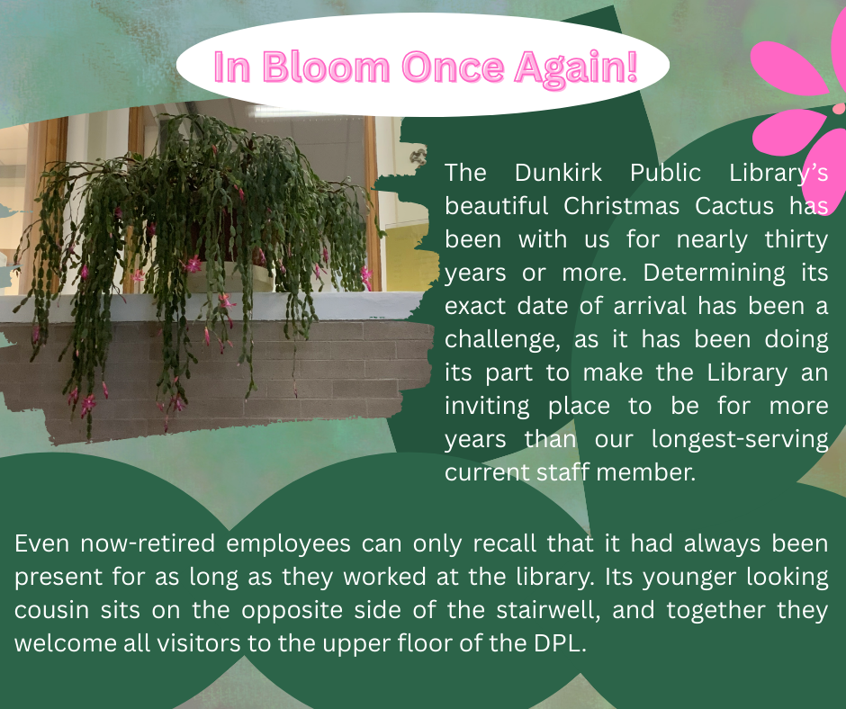 Image of DPL's Christmas Cactus.